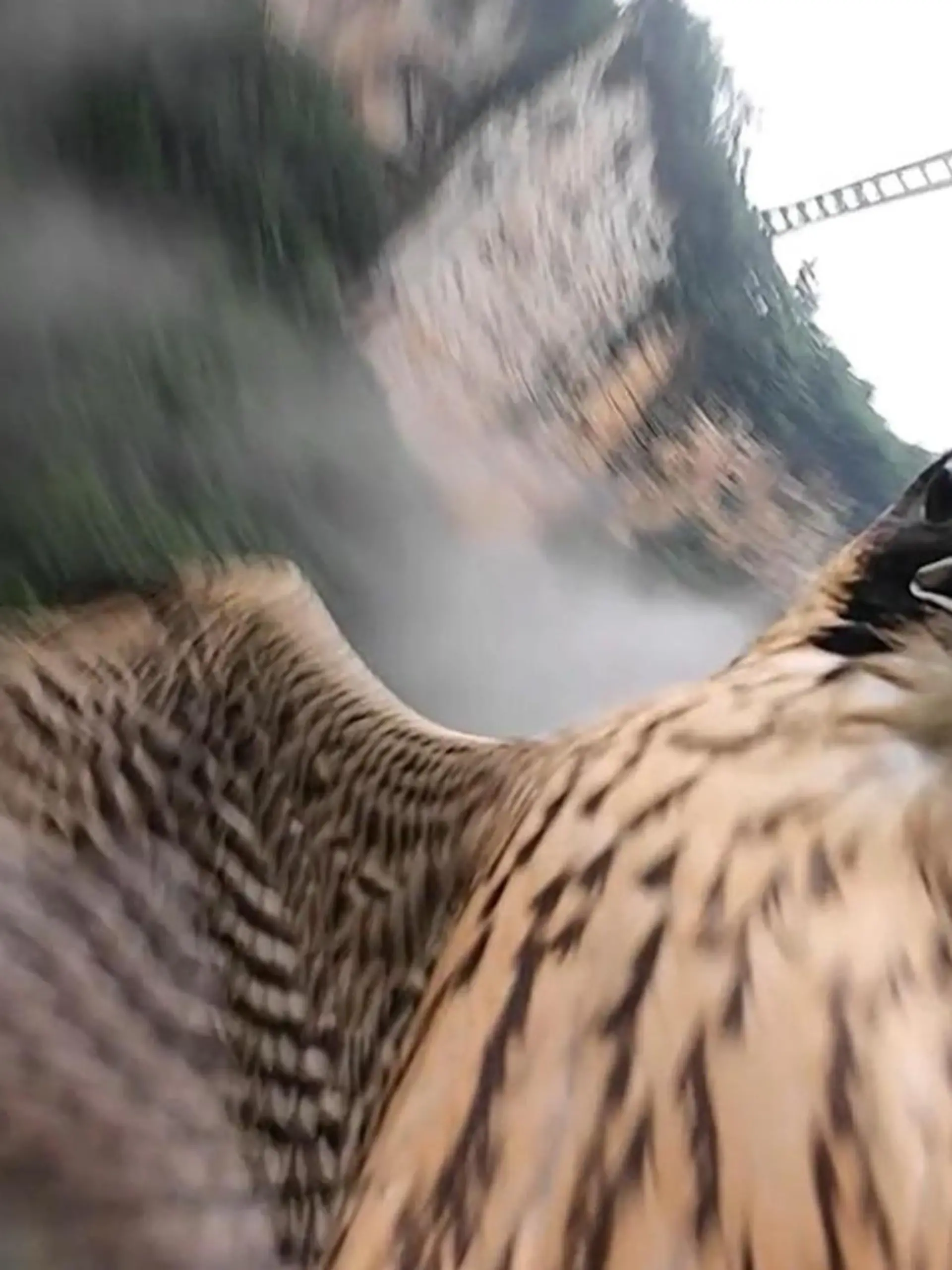 Wunderschöne Aufnahmen, dann passiert es plötzlich. Ein Falke fühlt sich wohl in seinem Jagd-Revier bedrängt und sieht eine Drohne als Konkurrenten. Kurzerhand rammt er seine scharfen Krallen in die Drohne. Mehr seht ihr im Video!
