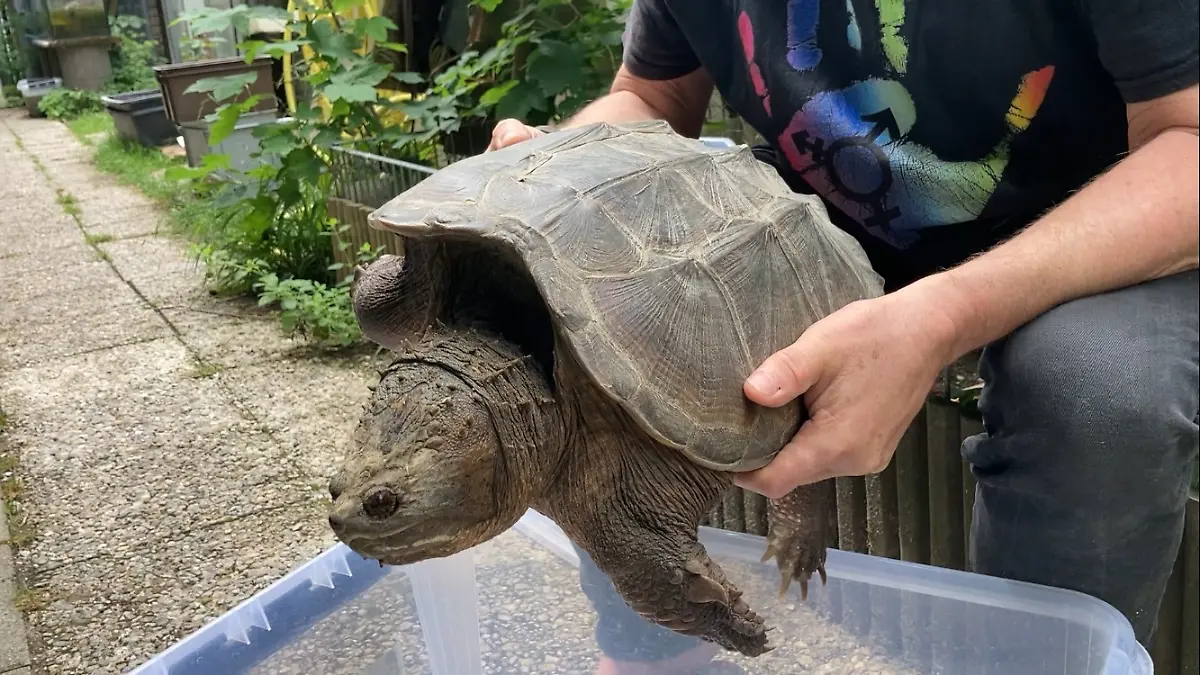 HANDOUT - 27.06.2024, Bayern, München: Ein Mitarbeiter der Auffangstation für Reptilien München hält eine Schnappschildkröte. Die starken Regenfälle der vergangenen Wochen hatten in Baden-Württemberg die exotische Schnappschildkröte angeschwemmt. Die Finder brachten das Tier in die Reptilienauffangstation München. Die Reptilienauffangstation in der bayerischen Landeshauptstadt ist ein gemeinnütziger Verein und nach eigenen Angaben die bundesweit größte Auffangstation für exotische Haustiere. Foto: Auffangstation für Reptilien München/dpa +++ dpa-Bildfunk +++