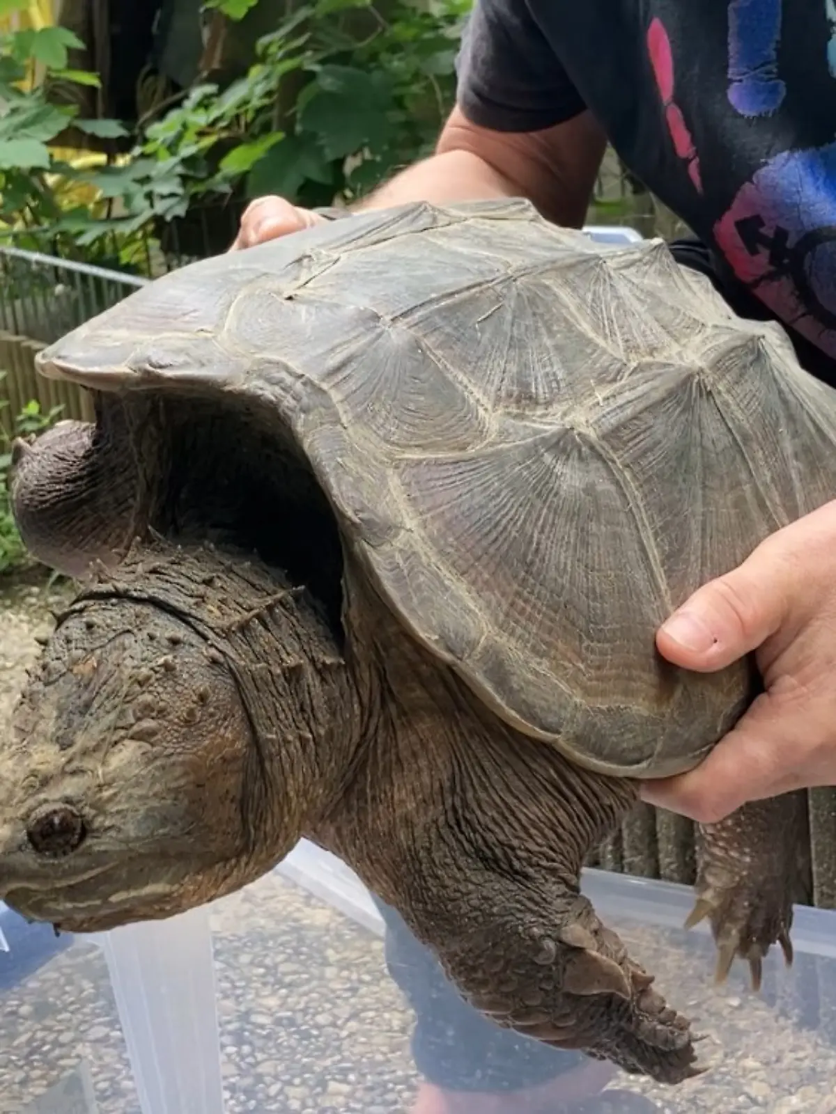 HANDOUT - 27.06.2024, Bayern, München: Ein Mitarbeiter der Auffangstation für Reptilien München hält eine Schnappschildkröte. Die starken Regenfälle der vergangenen Wochen hatten in Baden-Württemberg die exotische Schnappschildkröte angeschwemmt. Die Finder brachten das Tier in die Reptilienauffangstation München. Die Reptilienauffangstation in der bayerischen Landeshauptstadt ist ein gemeinnütziger Verein und nach eigenen Angaben die bundesweit größte Auffangstation für exotische Haustiere. Foto: Auffangstation für Reptilien München/dpa +++ dpa-Bildfunk +++
