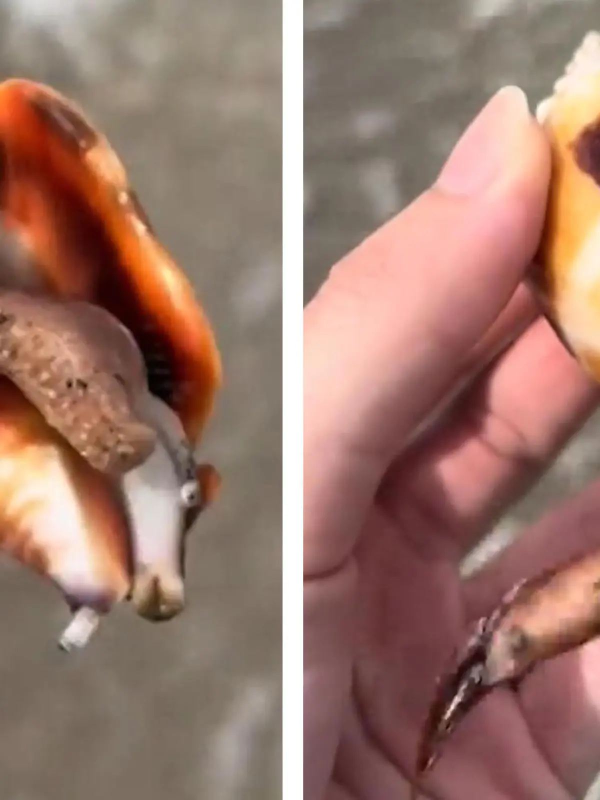 Was auf dem ersten Blick aussieht, wie eine sehr wütende Muschel, ist tatsächlich eine Florida-Fechterschnecke. Die fühlt sich gestört und holt kurzerhand ihre Klinge heraus. Wie das ausgeht, seht ihr im Video!