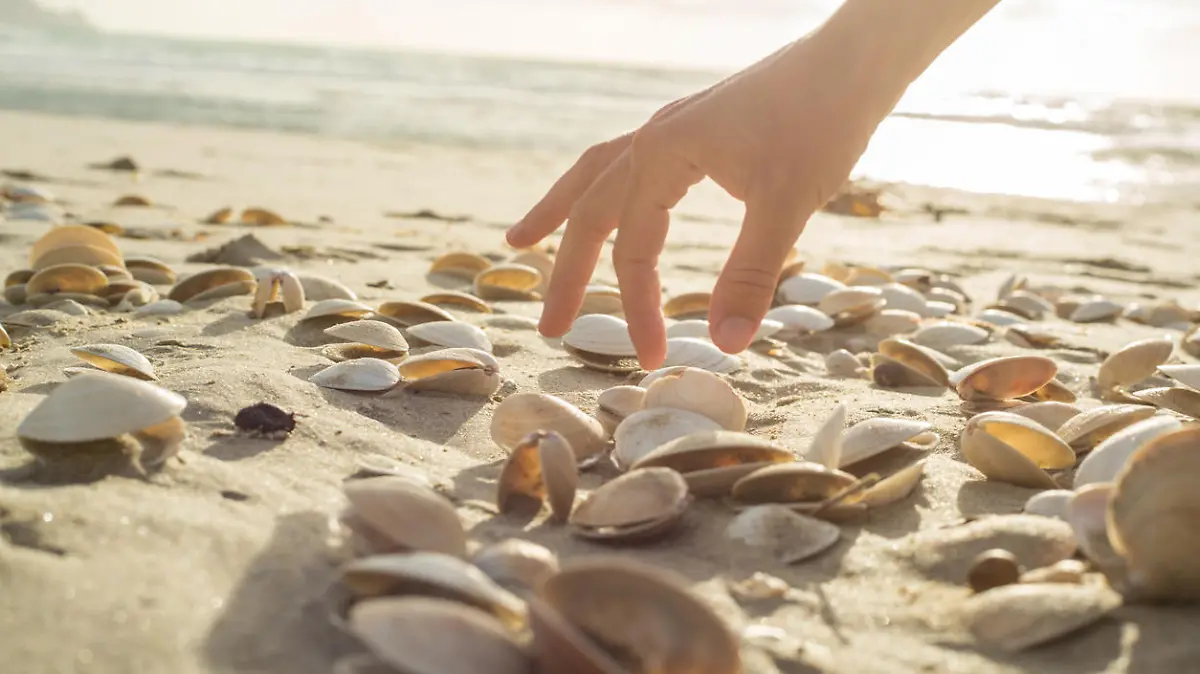Close up on woman's hand picking up seashells from the beach. Beautiful sunset at Bay of Islands, New Zealand.