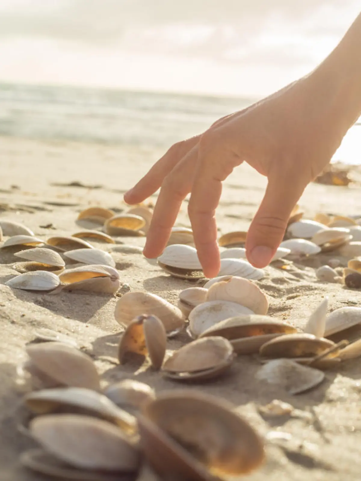 Close up on woman's hand picking up seashells from the beach. Beautiful sunset at Bay of Islands, New Zealand.