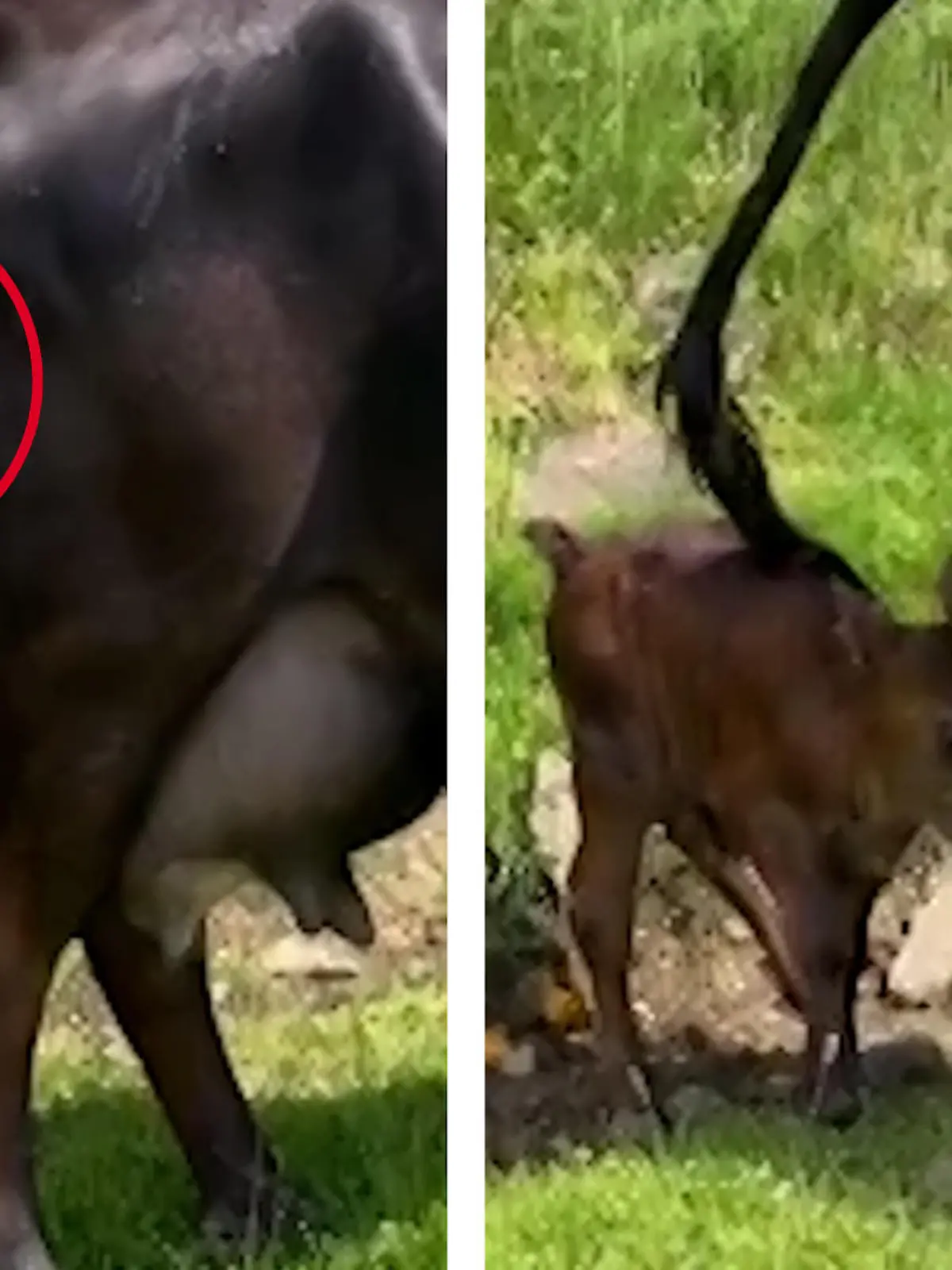 Bild zu: "Kacke gelaufen! Kuh erleichtert sich auf ihr Kalb"
