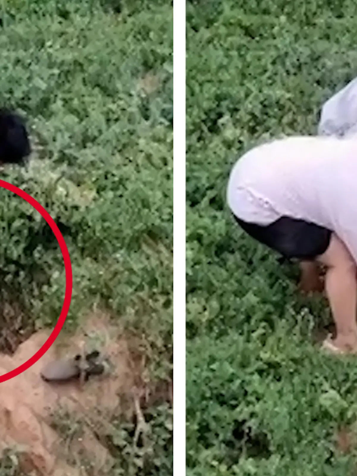 Ein Paar aus China findet auf einen Mann auf einem Feld der kopfüber in einem Loch feststeckt.