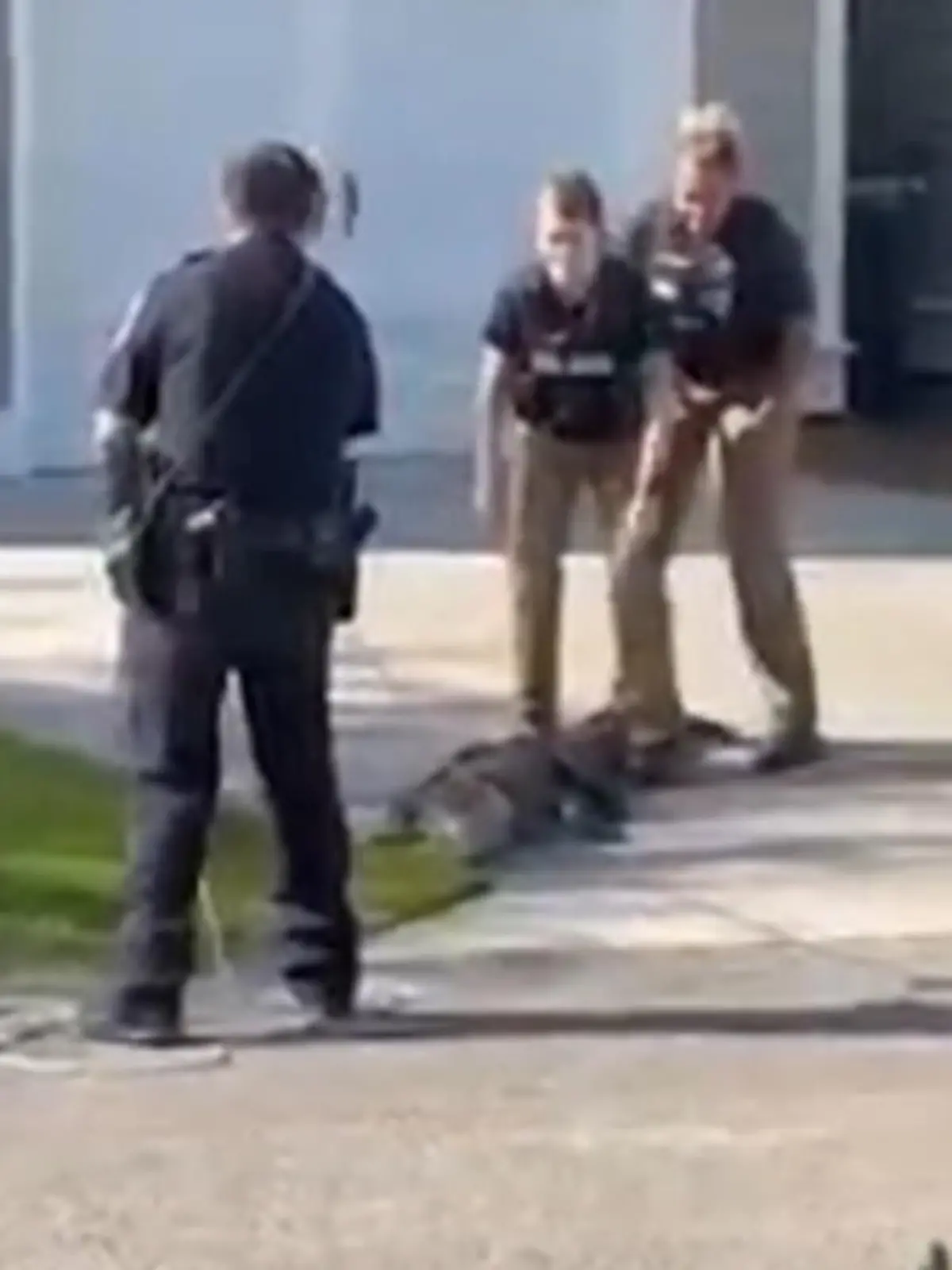 Bild zu: "Alligator will in Grundschule "