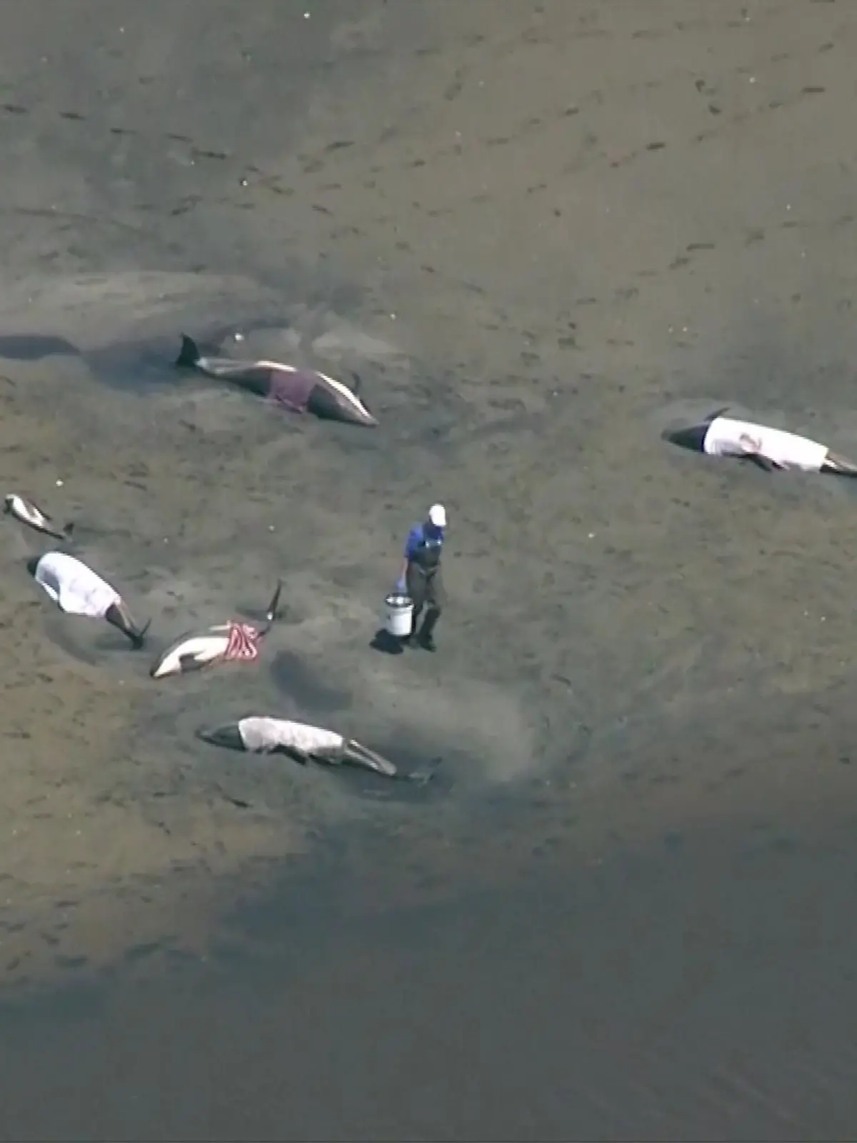 Über Hundert Delfine stranden bei brütenden Hitze am Strand vor Cape Cod. 