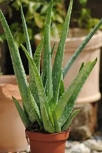 Aloe-Vera-Pflanzen (zwei Stück)