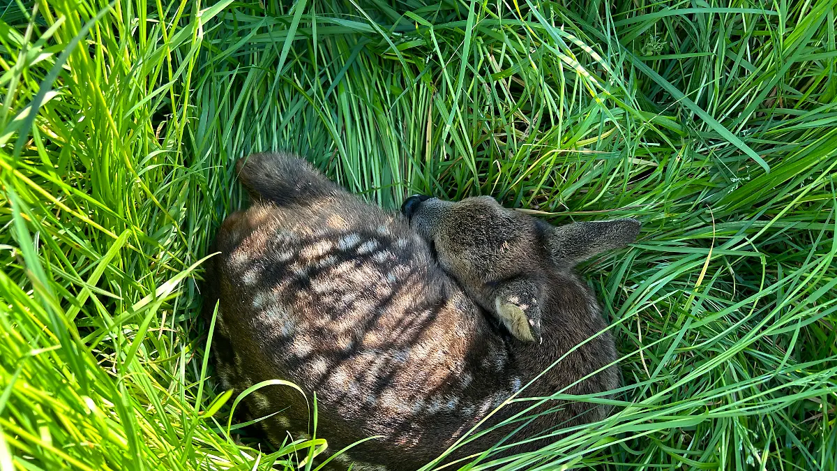 Ein Rehkitz kuschelt sich ins tiefe Gras.