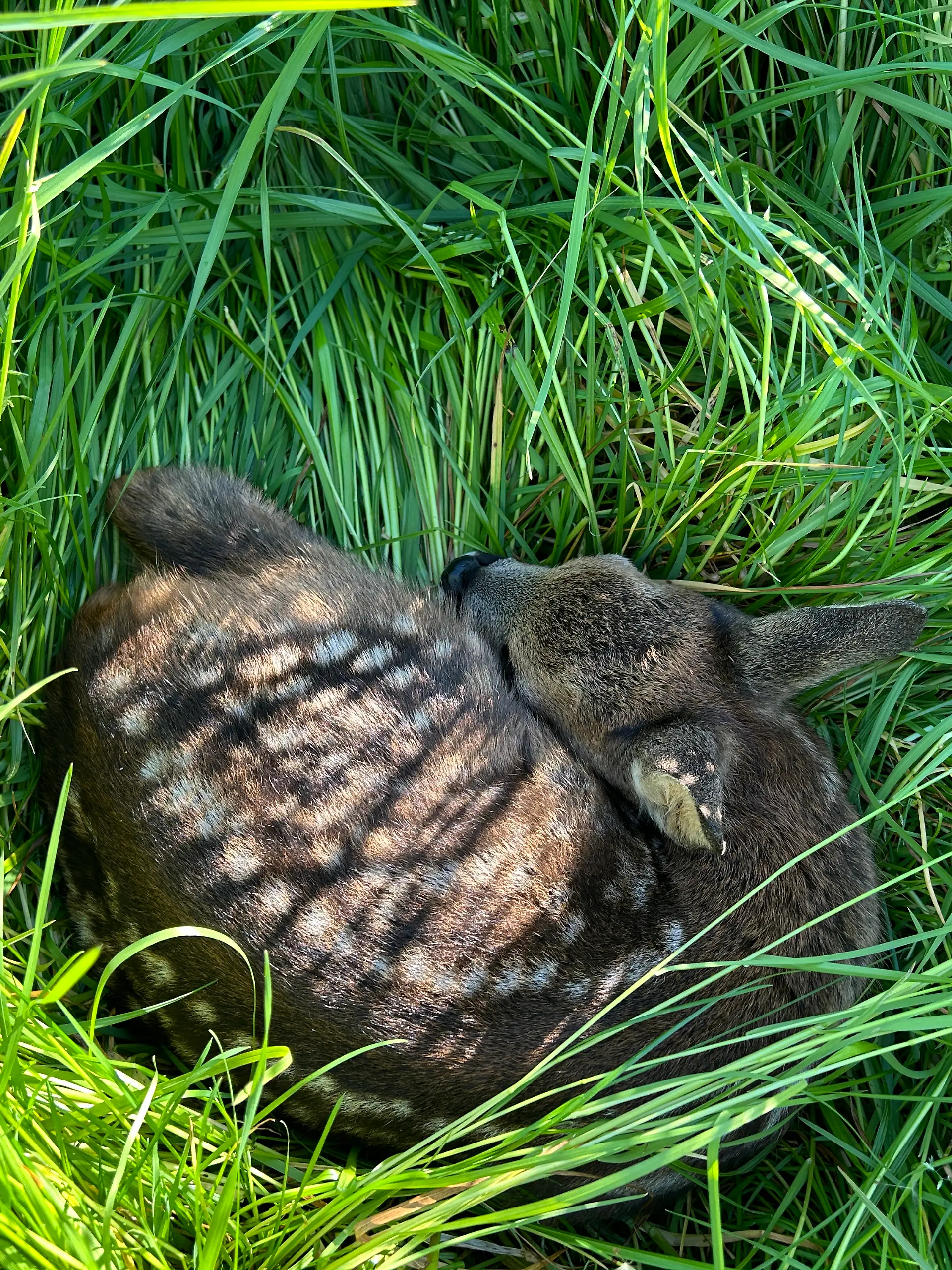Ein Rehkitz kuschelt sich ins tiefe Gras.