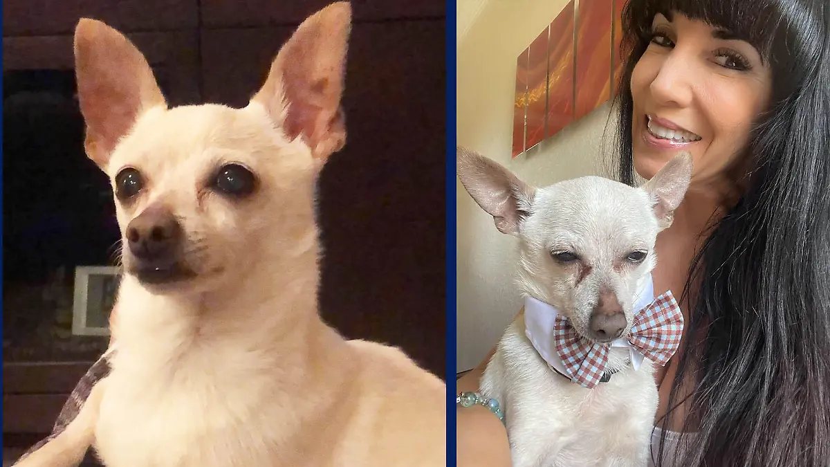 Links ist Chihuahua TobyKeith zu sehen. Er ist der älteste lebende Hund der Welt. Rechts ist er nochmals zu sehen, zusammen mit seiner Besitzerin Gisela Shore aus Florida (USA)