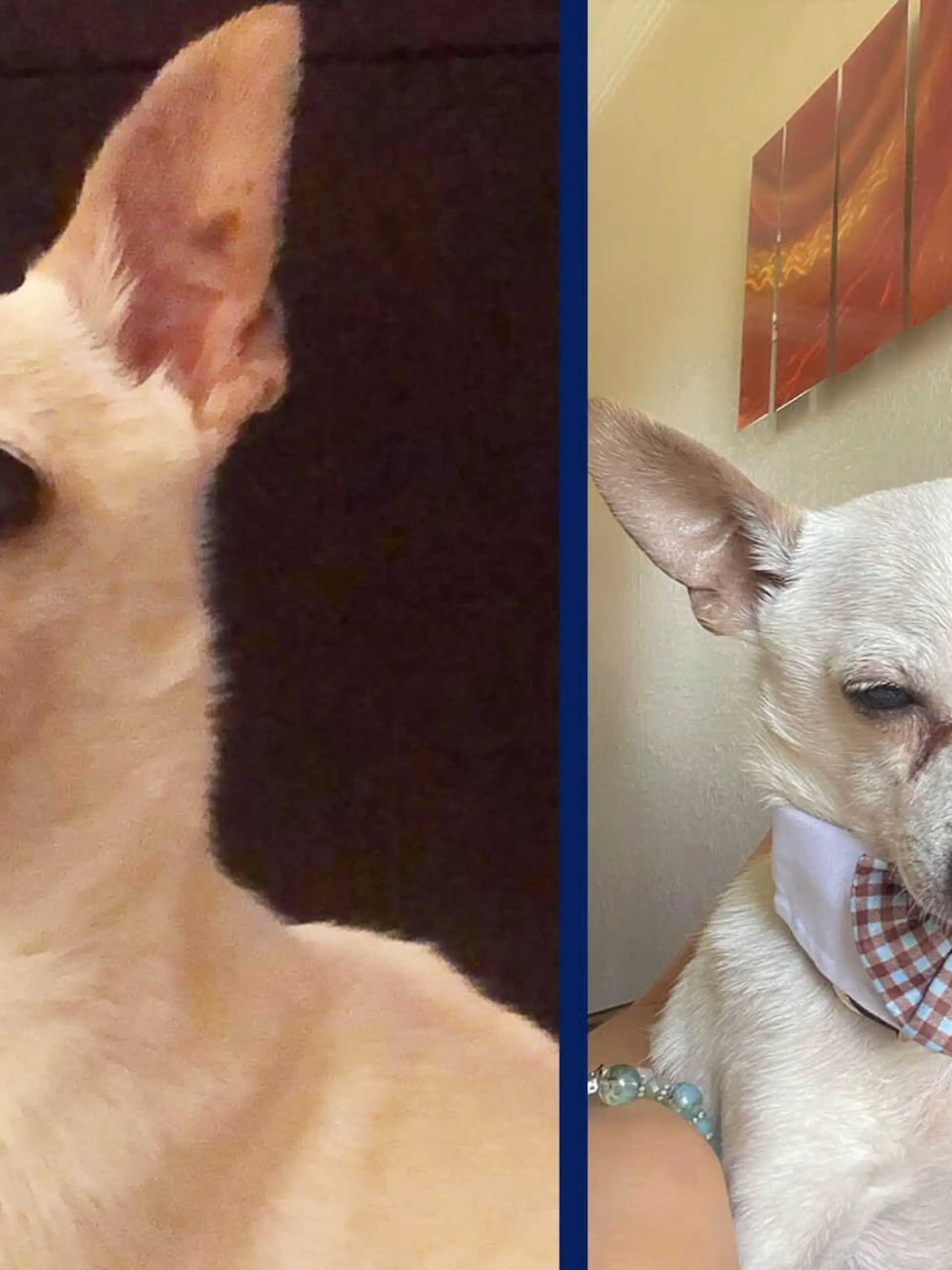 Links ist Chihuahua TobyKeith zu sehen. Er ist der älteste lebende Hund der Welt. Rechts ist er nochmals zu sehen, zusammen mit seiner Besitzerin Gisela Shore aus Florida (USA)