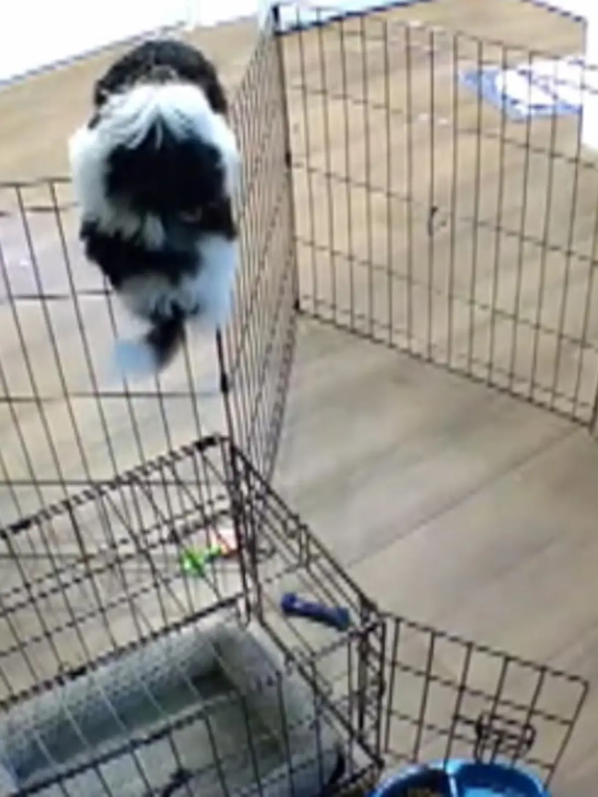 Eigentlich sieht es so aus, als gäbe es für den Hund kein Entkommen. Zu hoch sind die Stäbe seines Geheges. Doch durch einen cleveren Trick entkommt er spielend leicht.