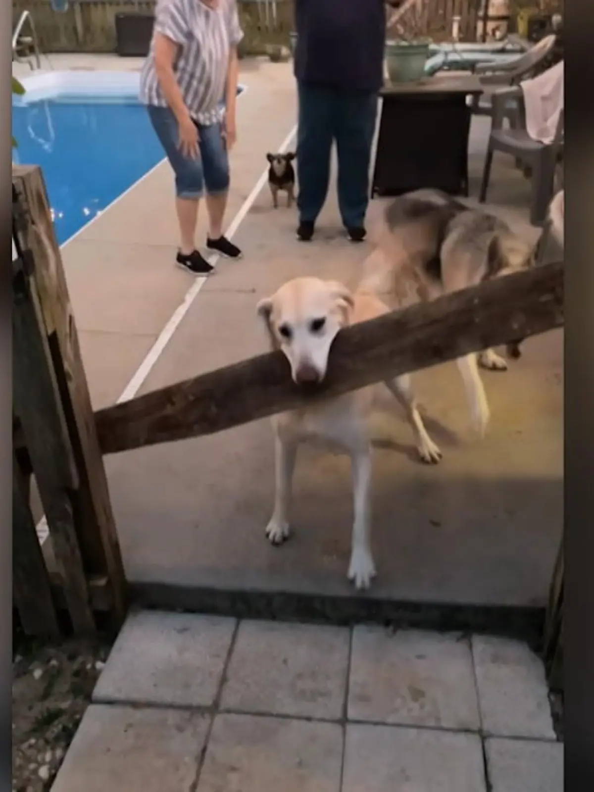 Dieser Retriever gibt sich nicht mit den kleinen Dingen im Leben zufrieden. Nö, Axel ist ein Poser - statt Stock, nimmt er es mit einem Holzbalken auf, feiert sich selbst für seine starke Aktion.
