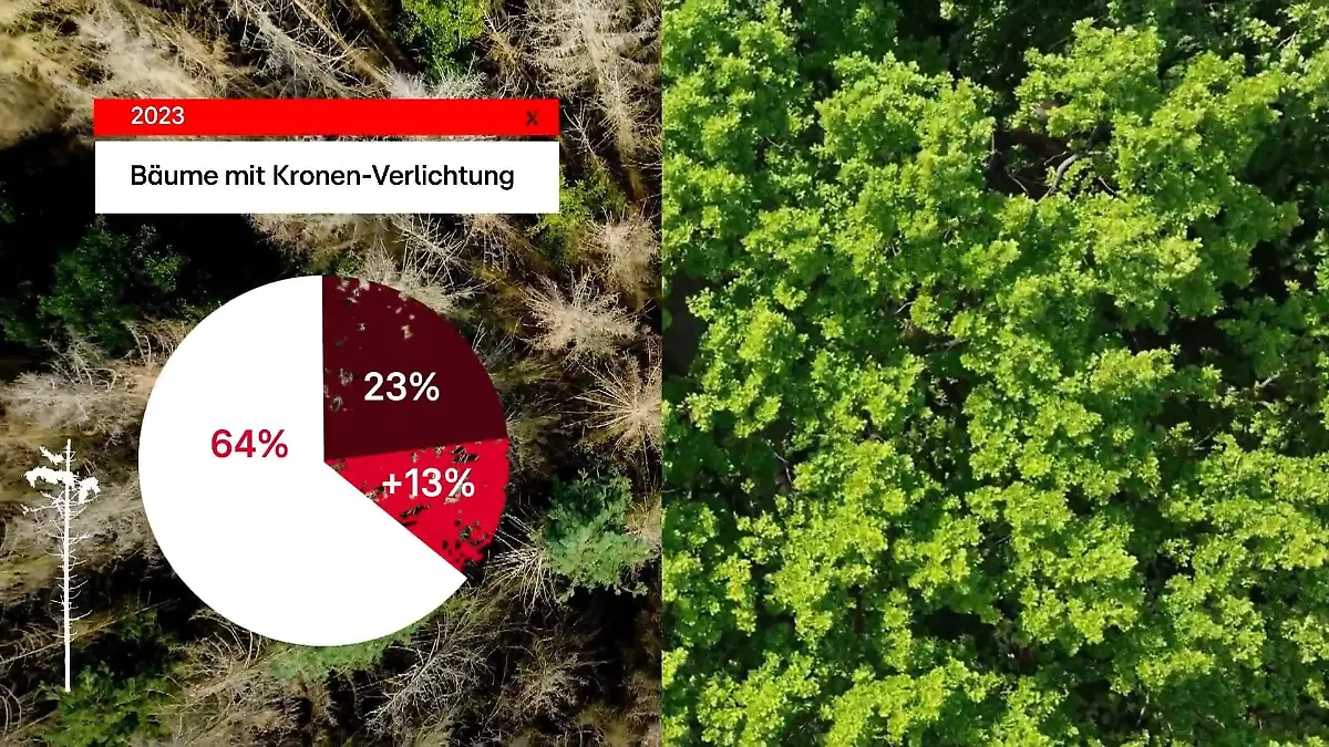 Ein Drittel der Bäume geschädigt Dürre, Hitze, Schädlinge