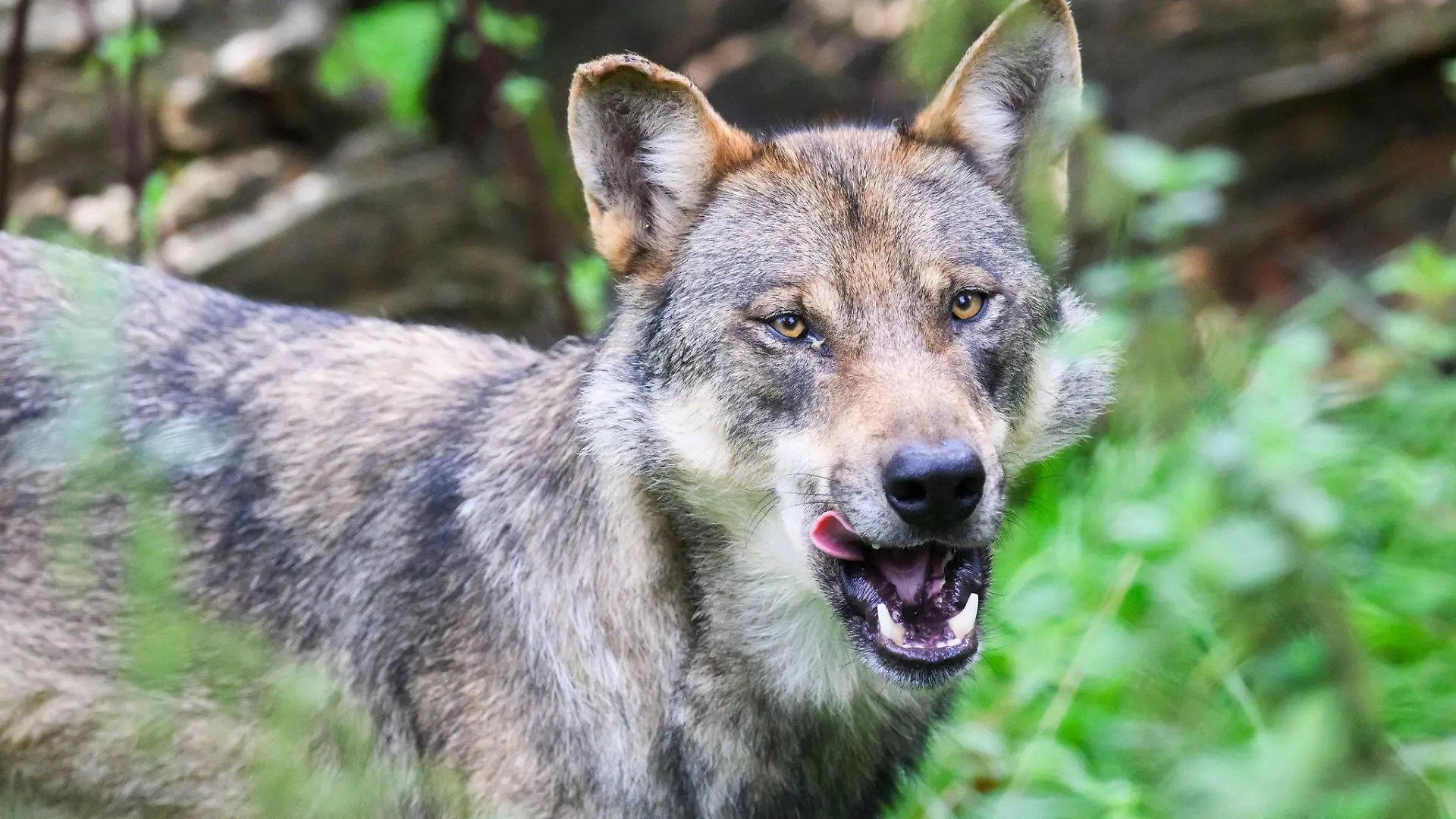 Der Landkreis Aurich will einen strenggeschützten Wolf abschießen lassen. Als Grund für eine Ausnahmegenehmigung nennt die Behörde ein «wiederkehrendes problematisches Rissverhalten»