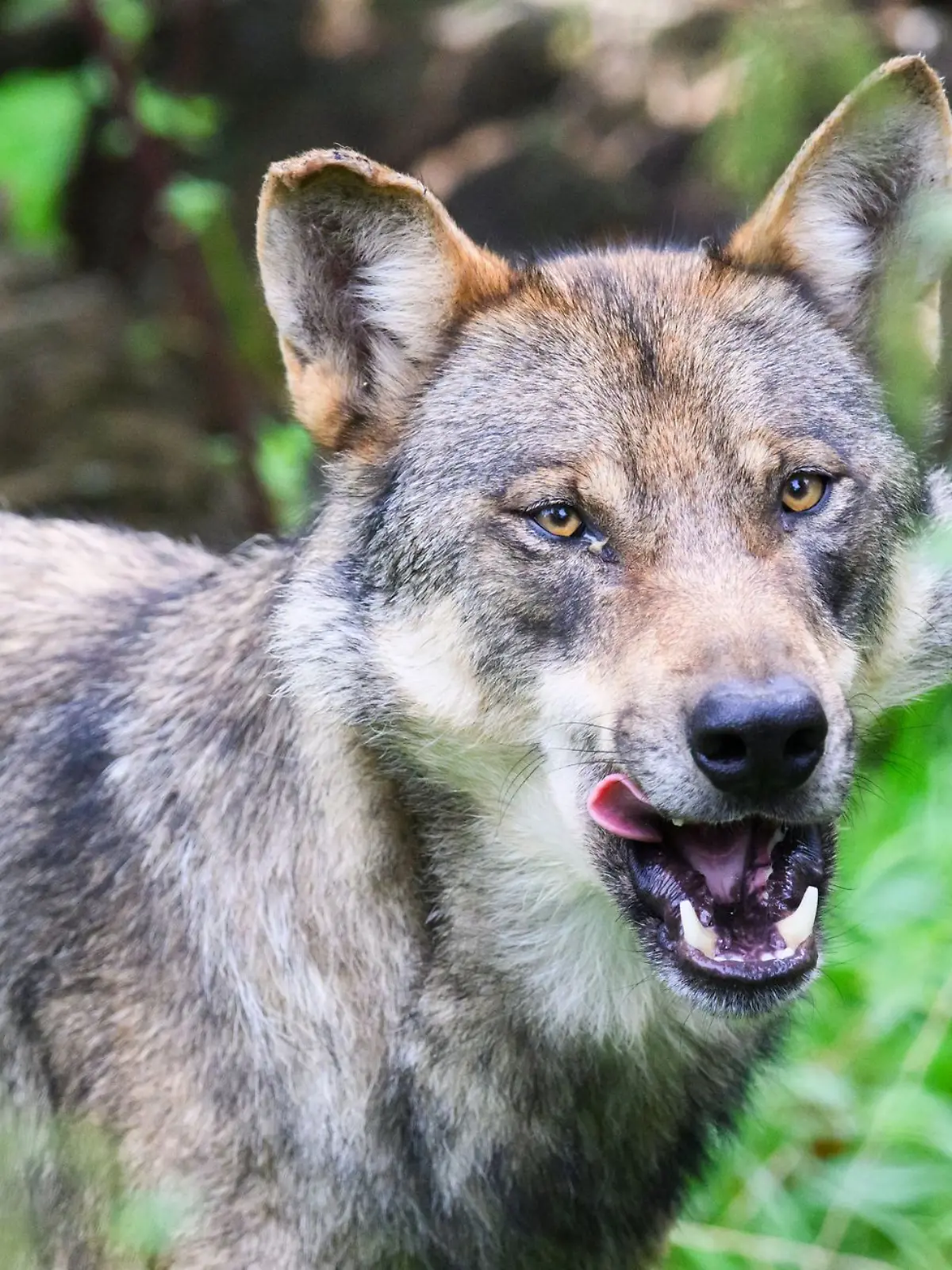 Bild zu: "Wolf reißt angeleinten Hund mit und verschleppt ihn"
