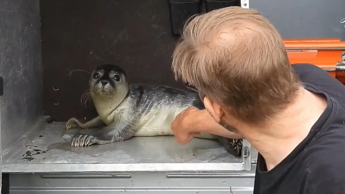 Als die Retter den Heuler einfangen wollen passiert DAS Kleine Seehunde in Not