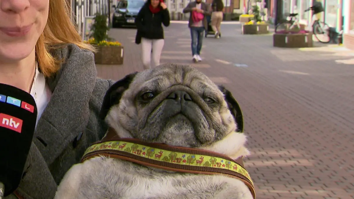 Mops "Buddy" ist nach der Behandlung bei Carmen Hanken sichtlich entspannt.