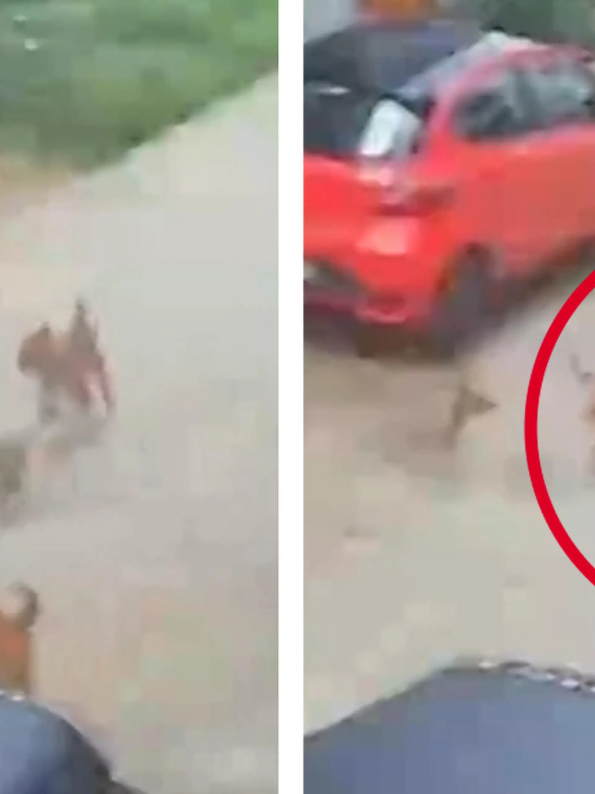 Bild zu: "Er ist völlig hilflos! Streuner zerren Jungen über Straße"