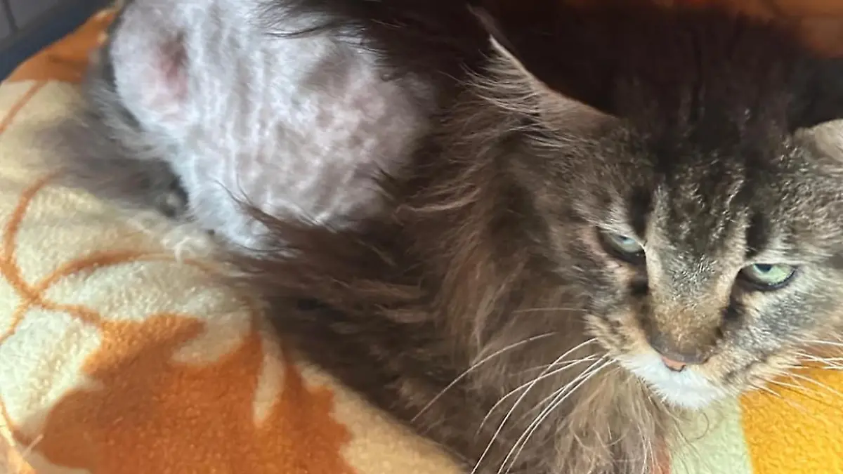 Eine Maine-Coon-Katze schaut in die Kamera, die eine Bauchseite musste rasiert werden.
