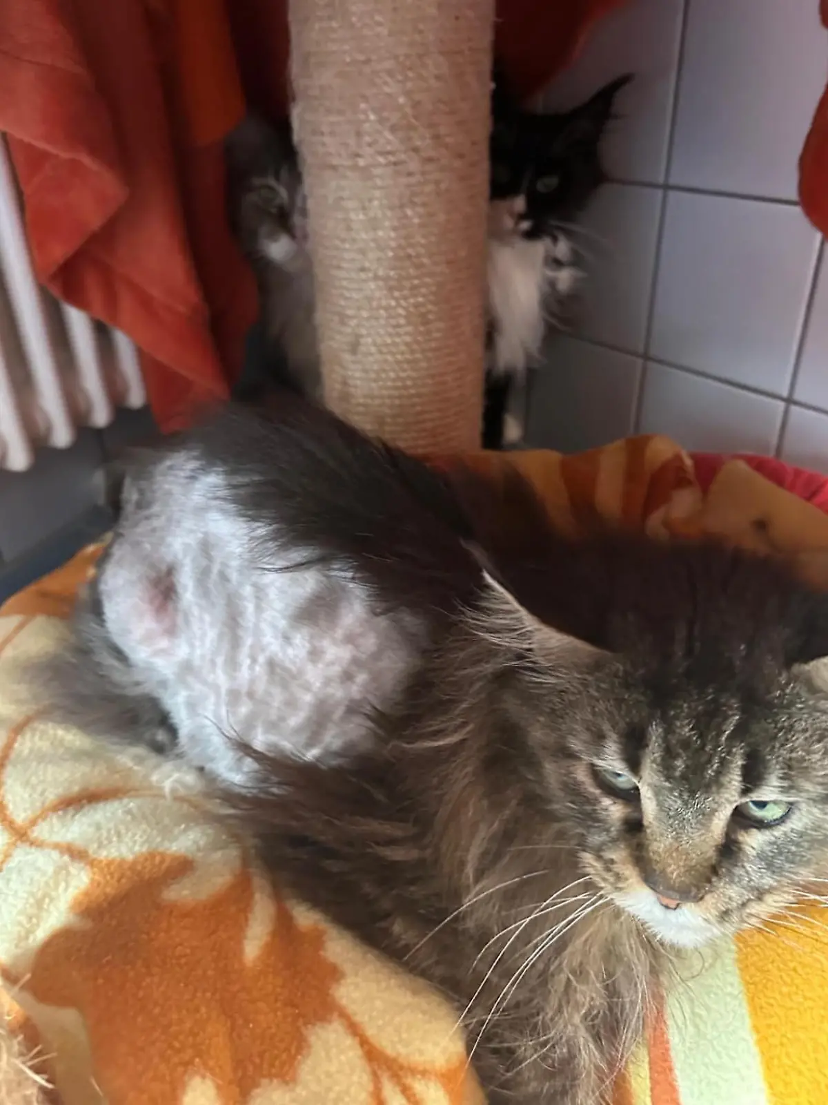 Eine Maine-Coon-Katze schaut in die Kamera, die eine Bauchseite musste rasiert werden.