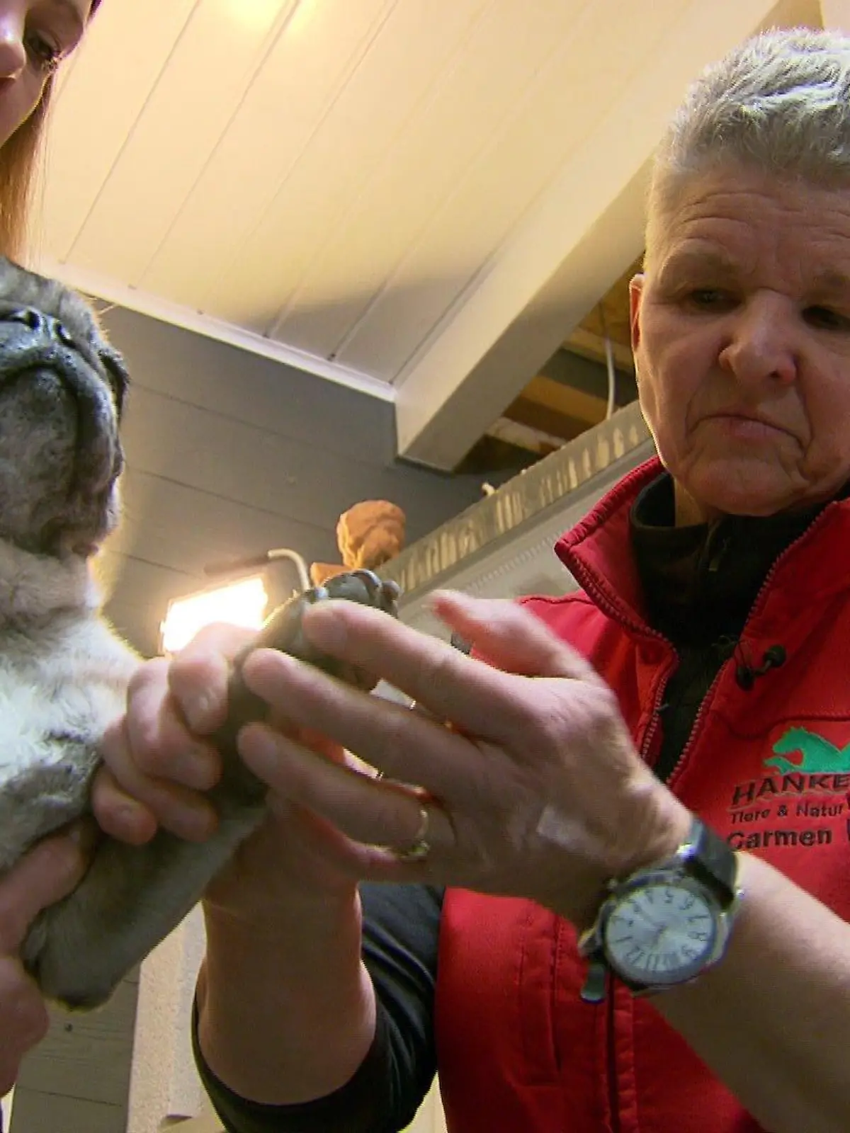 Pferdeflüsterer-Witwe Carmen Hanken massiert steife Möpse.