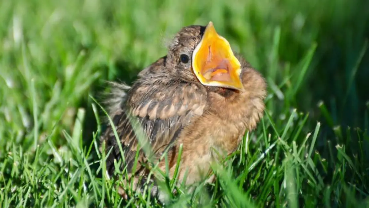 Ein Jungvogel sitzt auf dem Boden