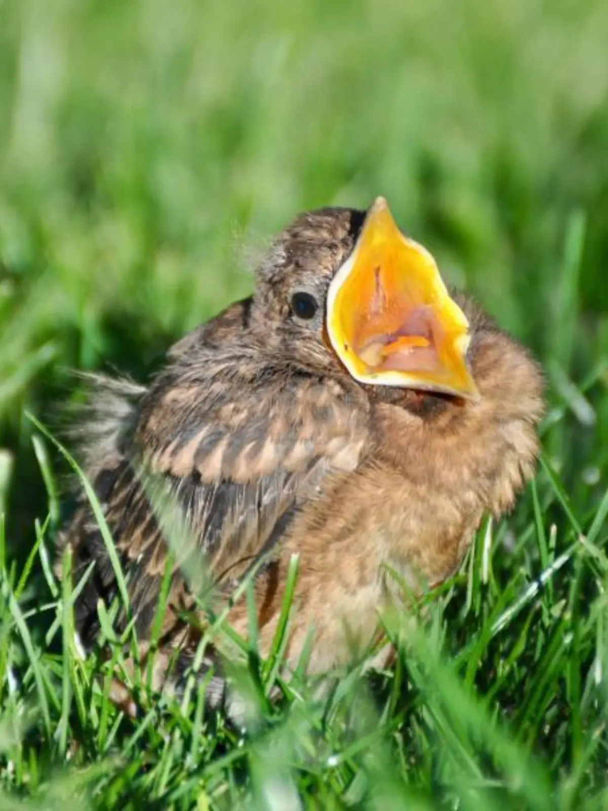 Ein Jungvogel sitzt auf dem Boden