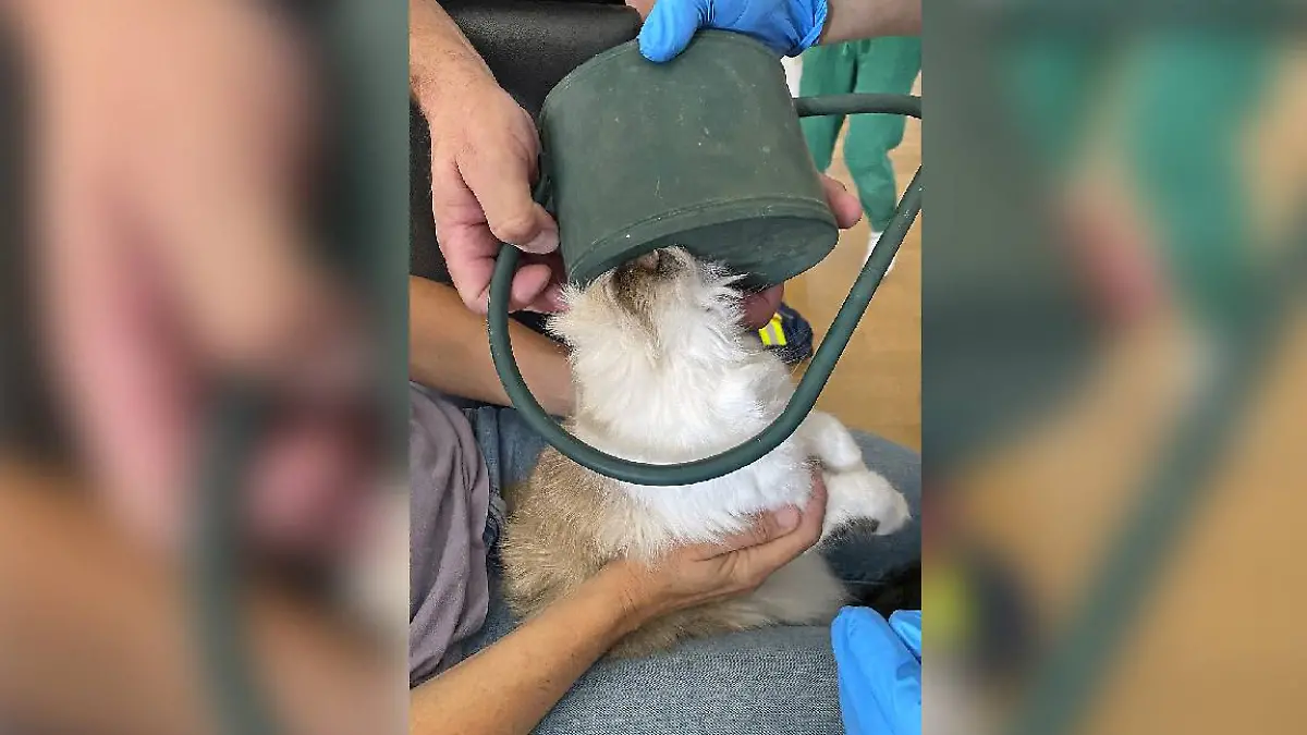 Katze Flöckchen steckt in Gießkanne