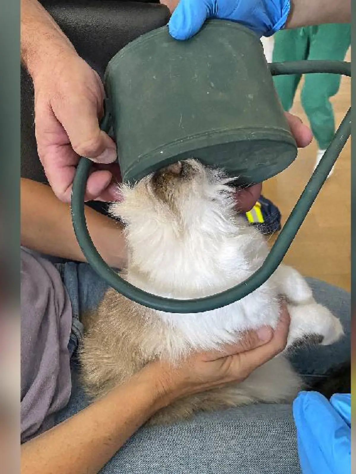 Katze Flöckchen steckt in Gießkanne 