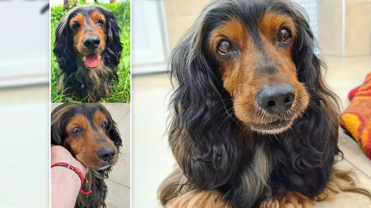 Hundeopi Brauni im Tierheim Amberg