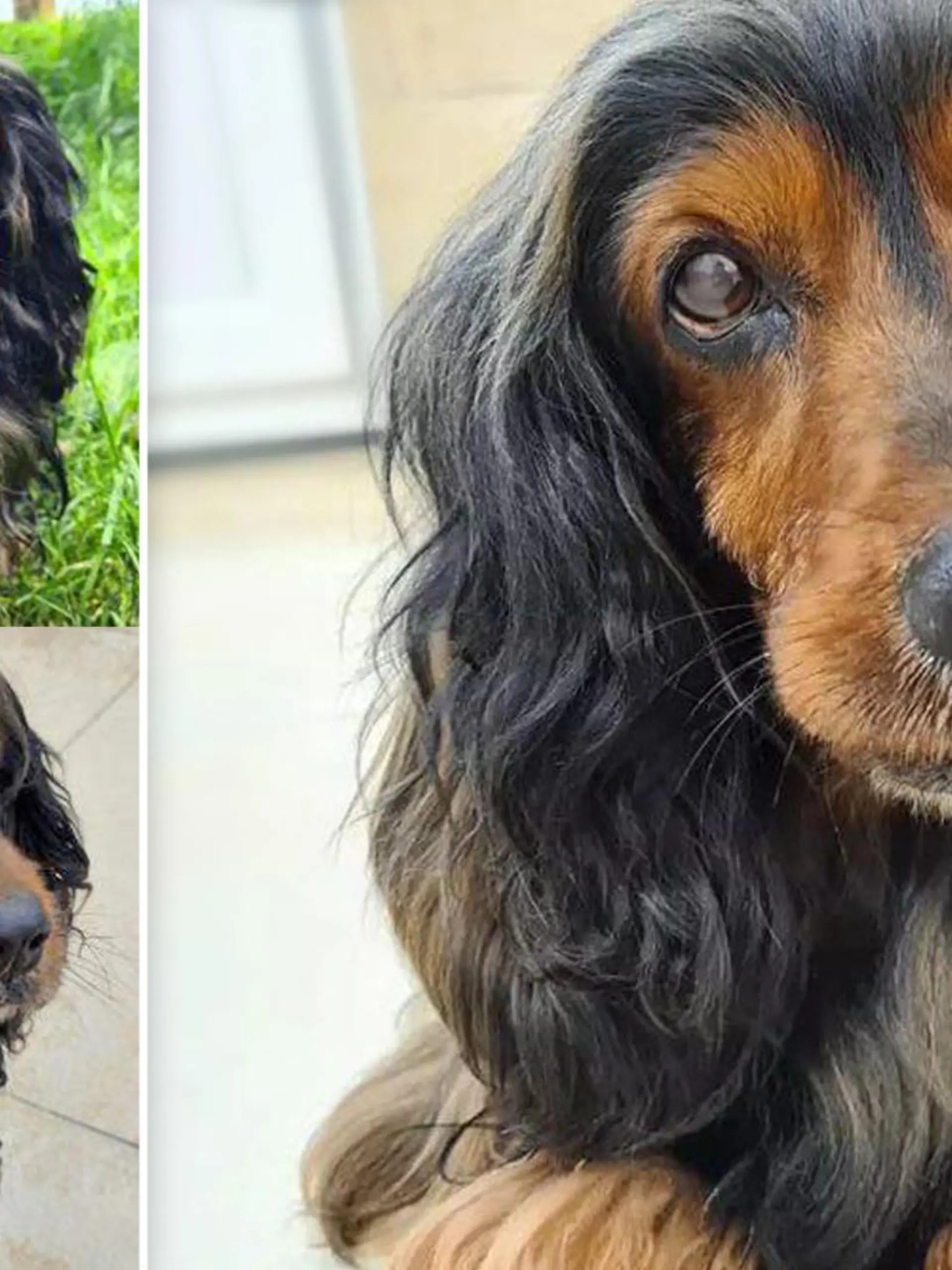 Hundeopi Brauni im Tierheim Amberg