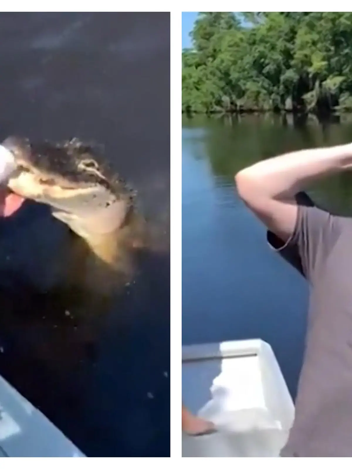 Sie feiern sich für diese Idee! Männer benutzen lebendigen Alligator als Dosenöffner