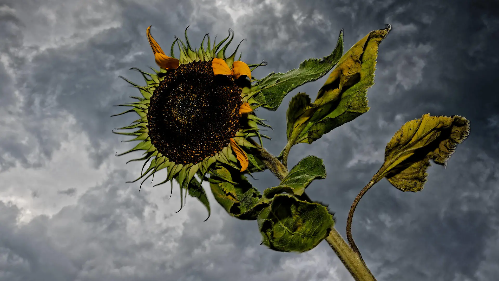 Das Gewitter kommt. Die Sonnenblume wird stark vom Sturm in Mitleidenschaft gezogen. Siegsdorf Bayern Deutschland *** The storm is coming The sunflower is badly affected by the storm Siegsdorf Bavaria Germany Copyright: xRolfxPossx