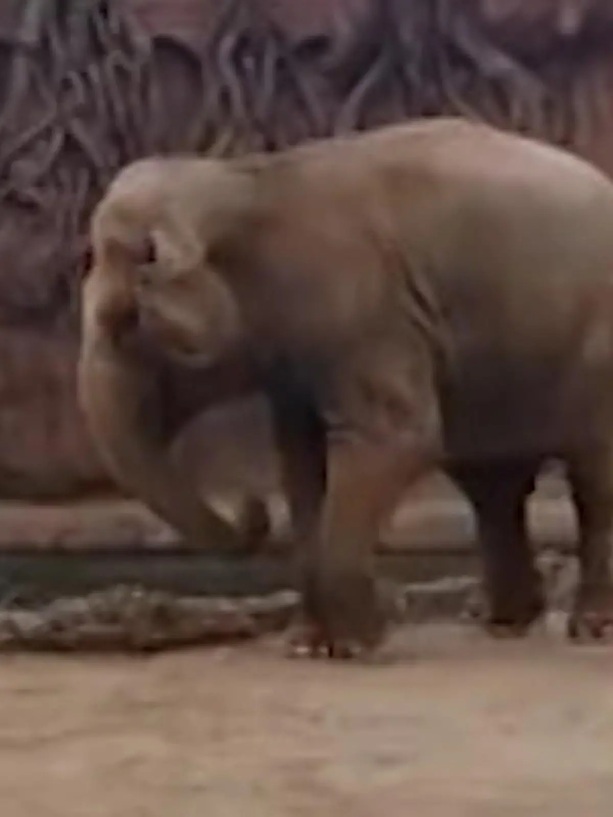 Eine Antilope ist im Zoo von Guatemala City in ein Wasserbecken gefallen und schwimmt um ihr Leben. Ein Elefant sieht den Überlebenskampf des Tiers und wird zu ihrem Retter. Mehr dazu im Video.