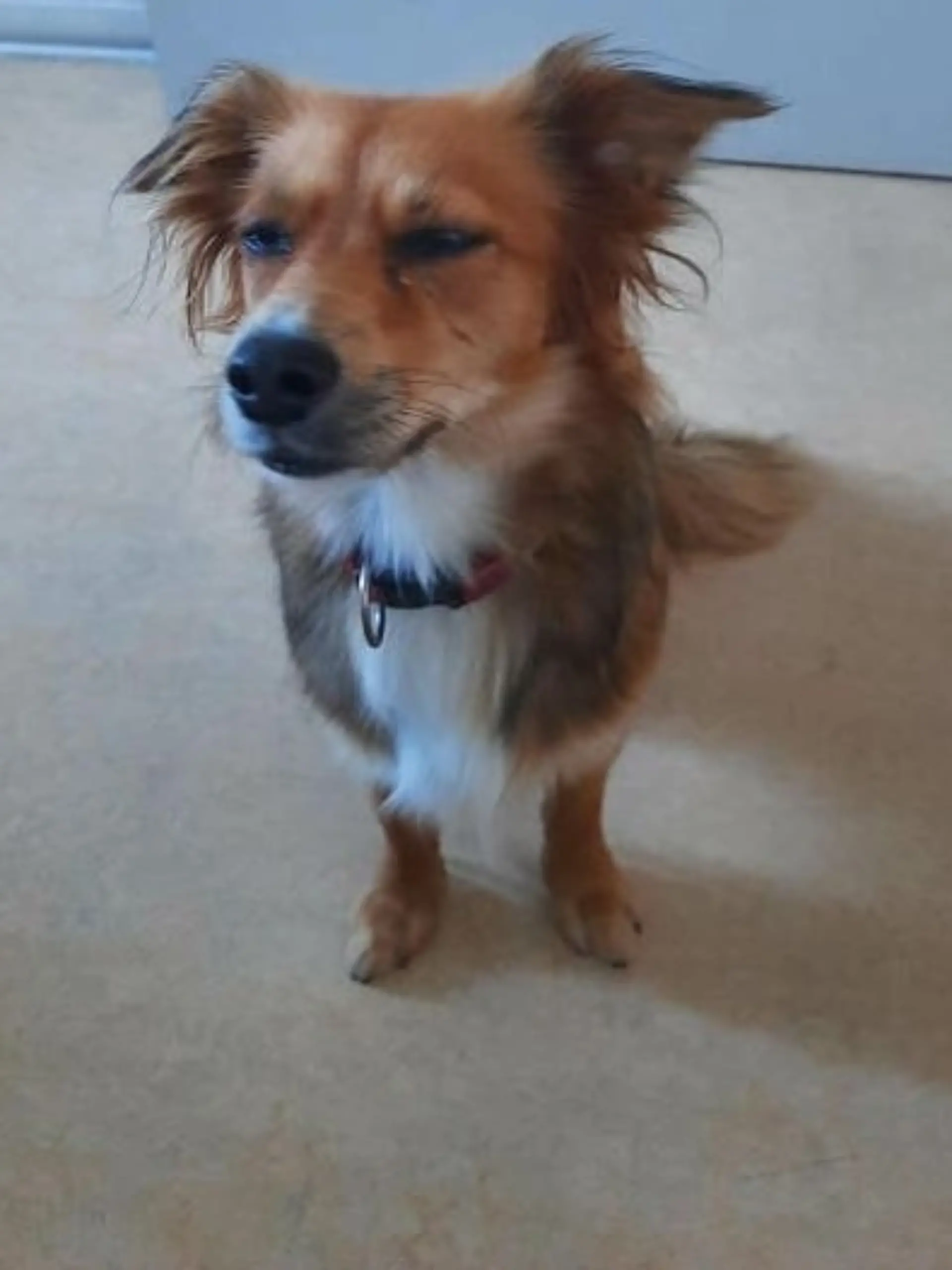 Möglicherweise vermisst ein Hundebesitzer den Schwarzfahrer.