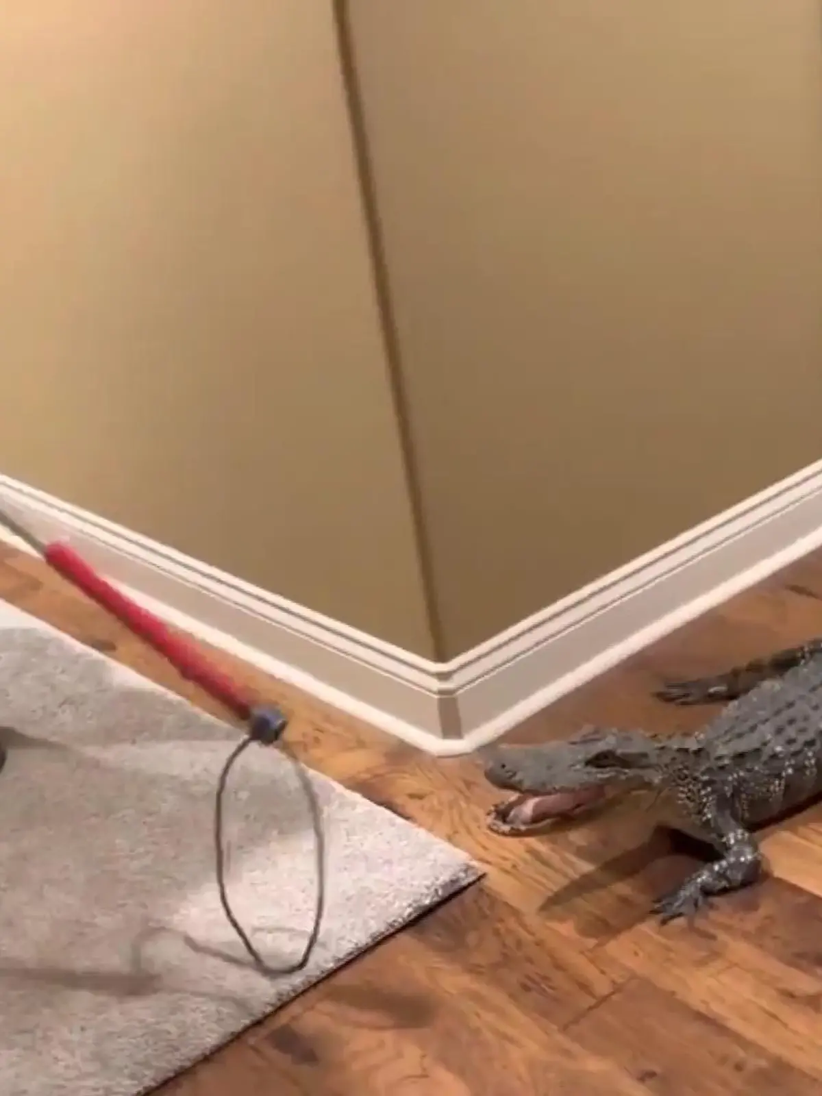 Mitten in der Nacht werden Don Schultz und seine Frau Jan wach, weil ihr Hund Panda knurrt. Sie vermuten einen Einbrecher, im Erdgeschoss finden sie dann einen 1,5 Meer langen Alligator.