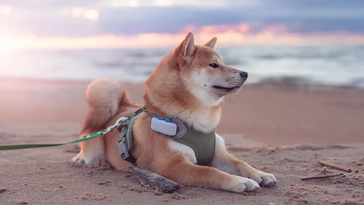5 month old shiba inu puppy is lying on the sand beach. Dog is equipped with harness, leash. and GPS tracker