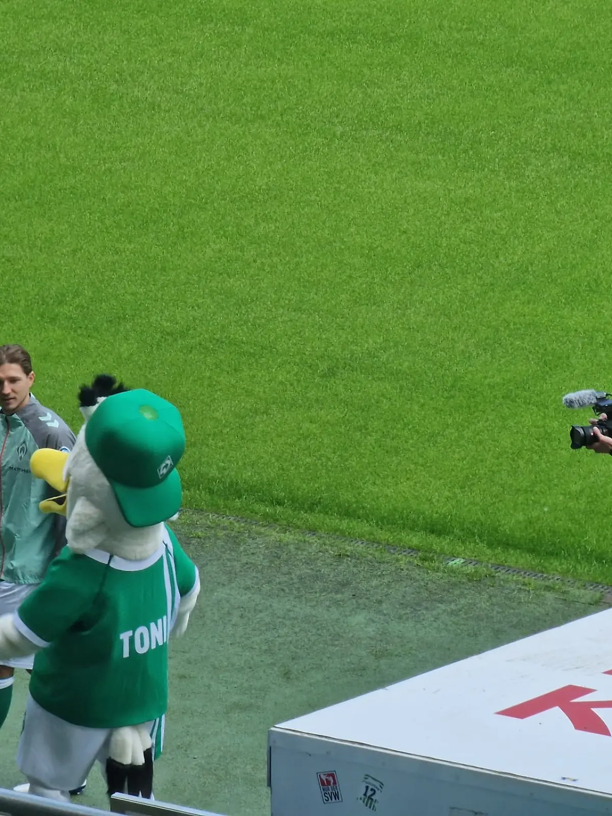 Bild zu: "Möwe Toni wird Maskottchen für Werder Bremen "