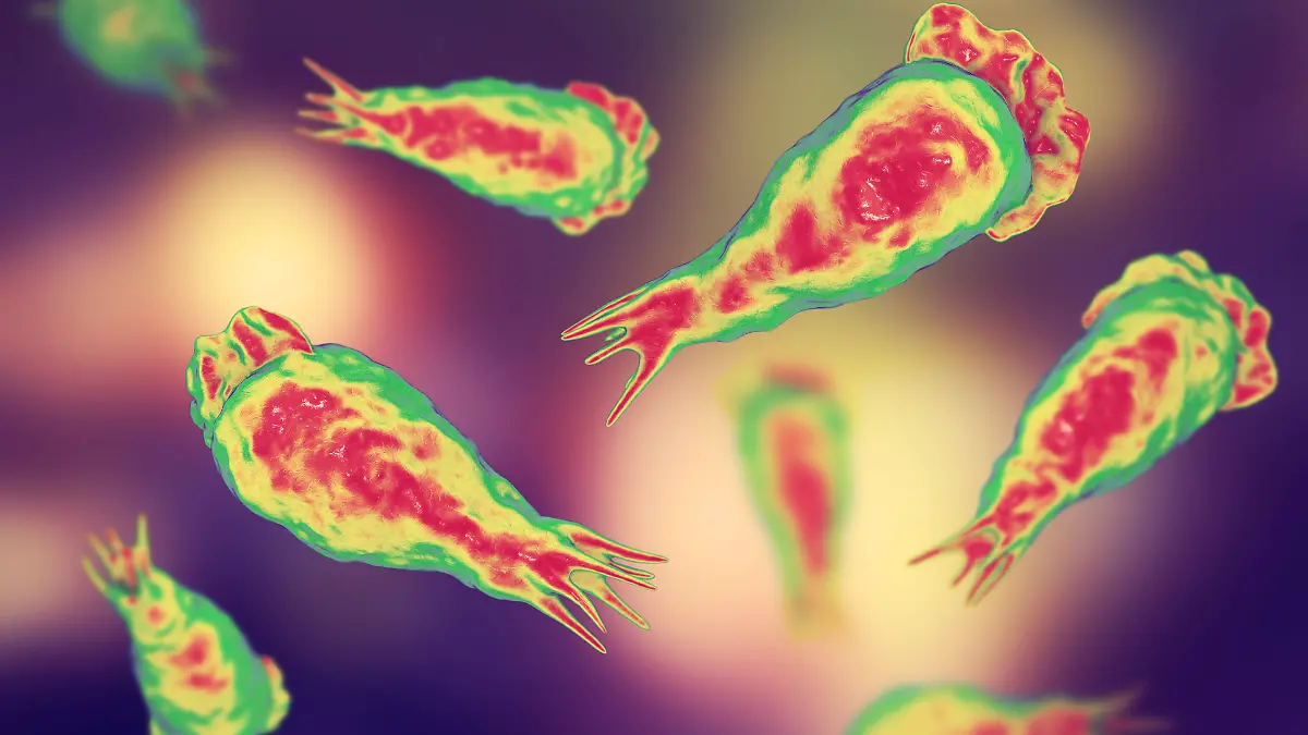 Brain-eating amoeba infection, naegleriasis. Trophozite, infectious form of the parasite Naegleria fowleri, 3D illustration