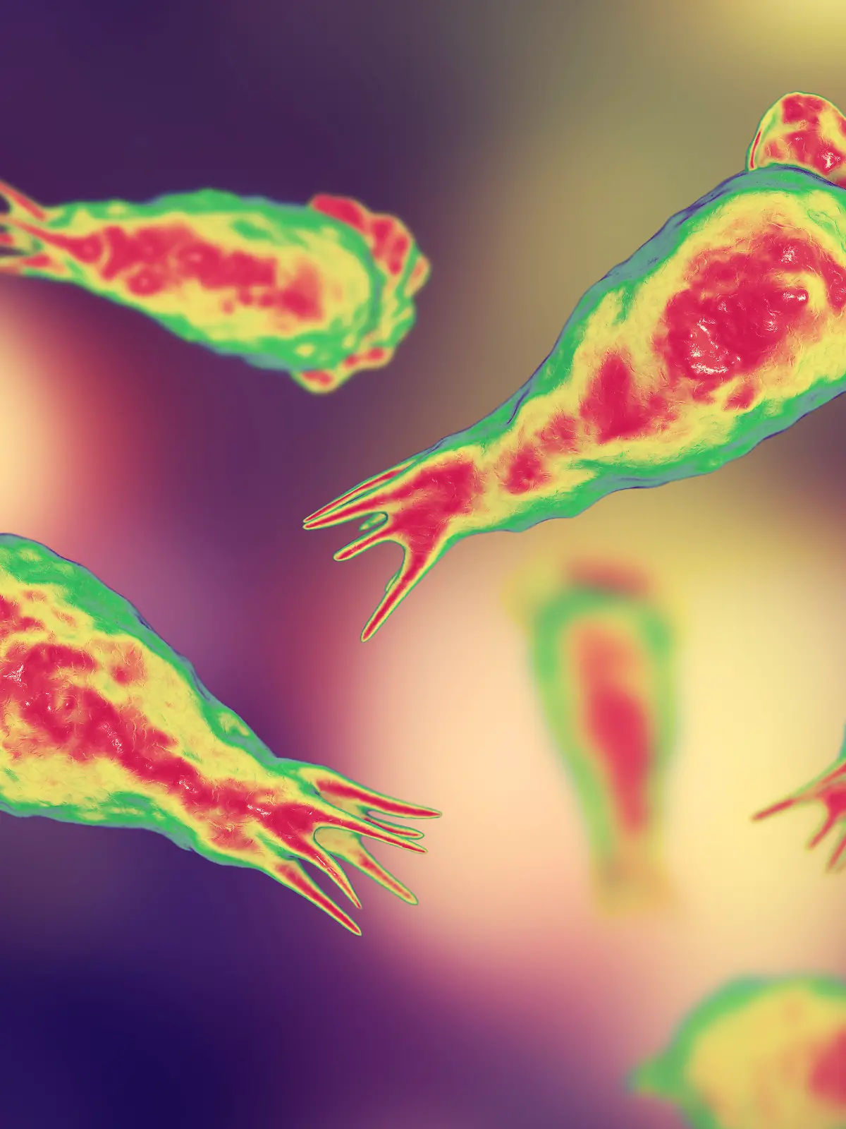 Brain-eating amoeba infection, naegleriasis. Trophozite, infectious form of the parasite Naegleria fowleri, 3D illustration