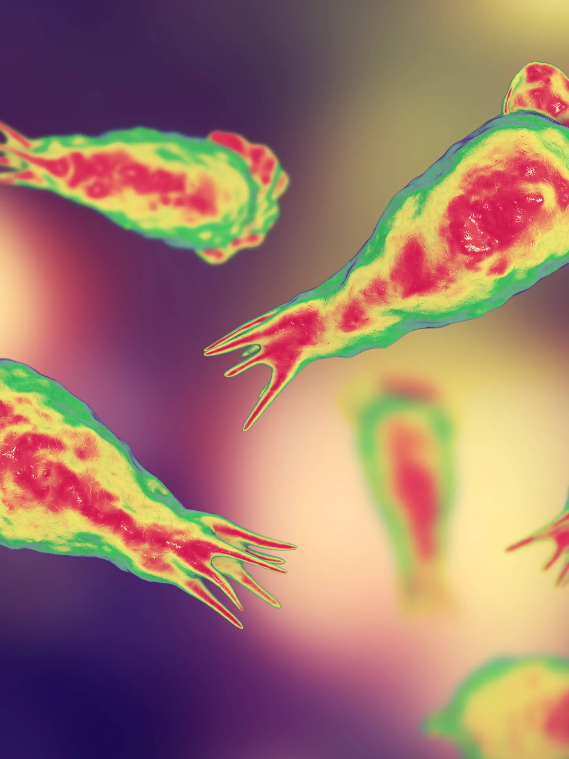 Brain-eating amoeba infection, naegleriasis. Trophozite, infectious form of the parasite Naegleria fowleri, 3D illustration