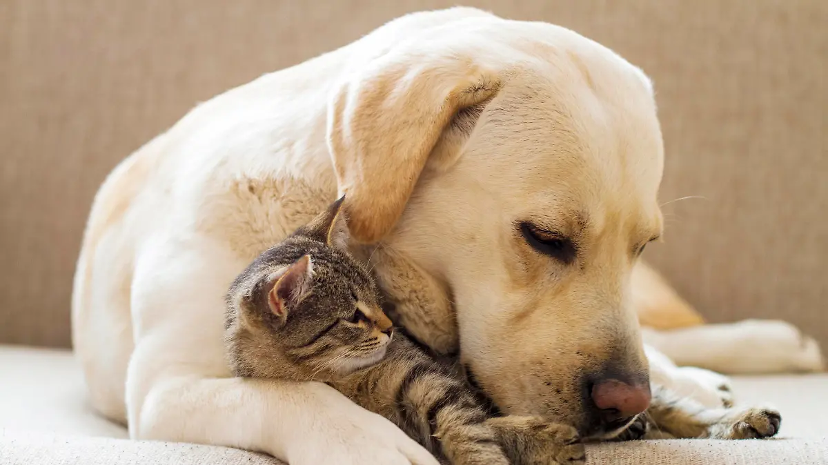 dog and cat