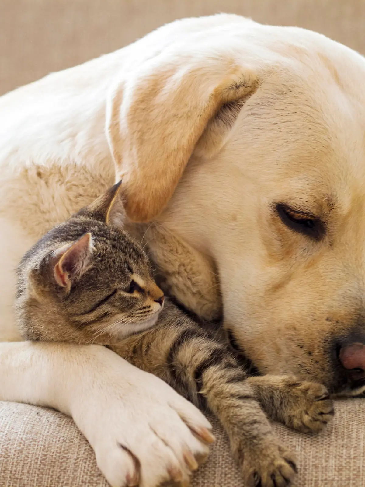 dog and cat