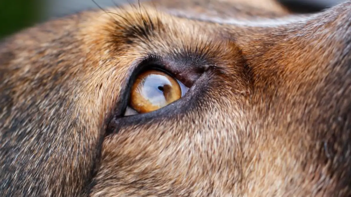 Hund schaut nach oben