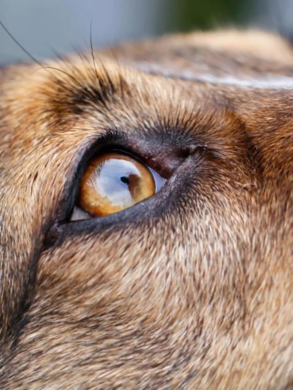 Hund schaut nach oben 