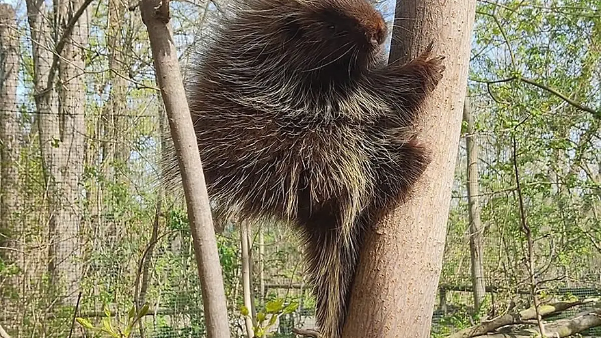 Kurzzeitig war Baumstachlerin Karin verschwunden. Nun ist das Tier aus dem Tierpark Bierer Berg gefunden worden.