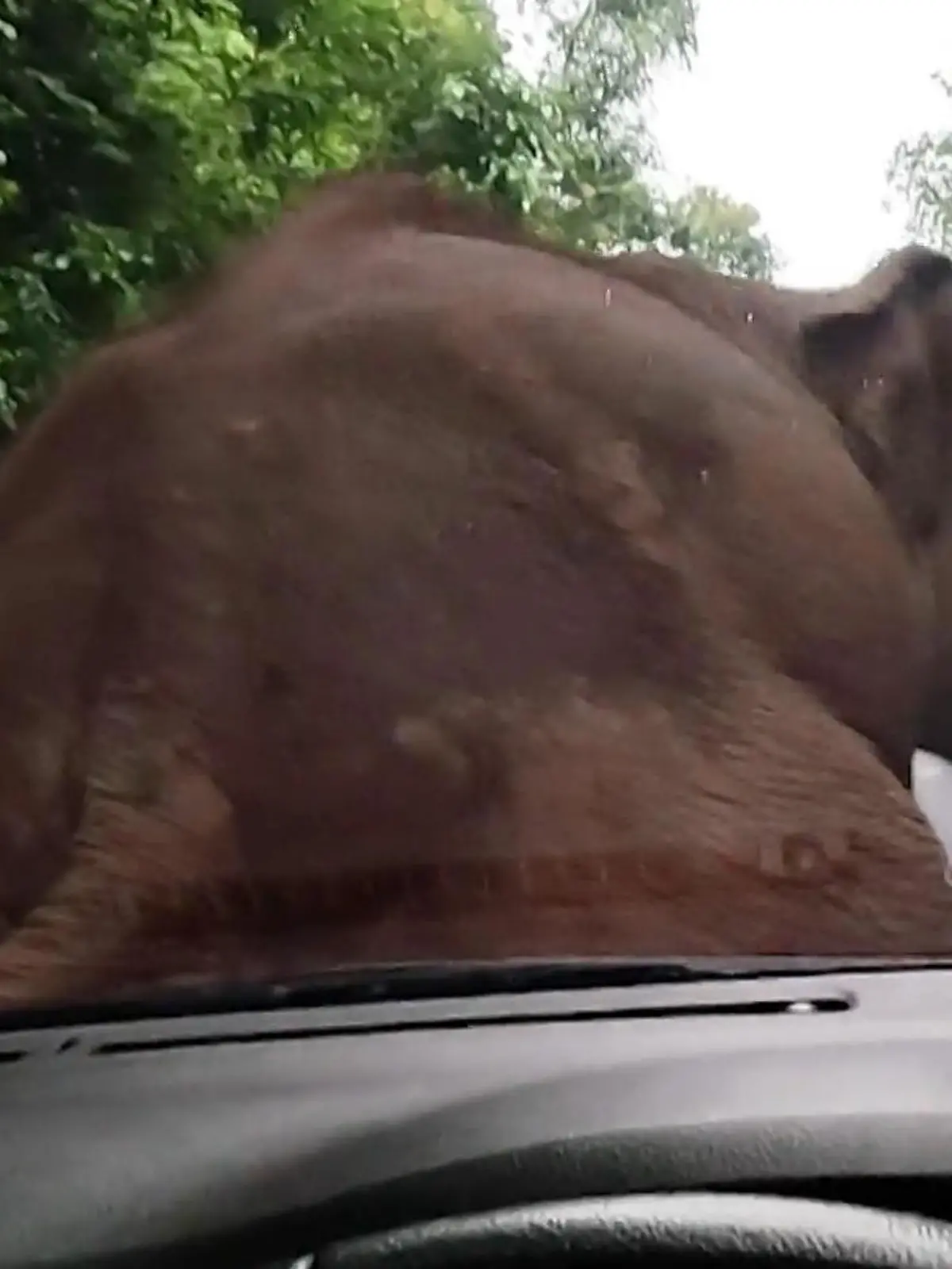 Dieser Elefant benutzt den Kotflügel einfach als Kratzbaum. Das Geschrei der Insassen interessiert ihn dabei nicht die Bohne. Die müssen die Kronjuwelen-Show über sich ergehen lassen. Ob das gut ausgeht, könnt ihr im Video sehen!