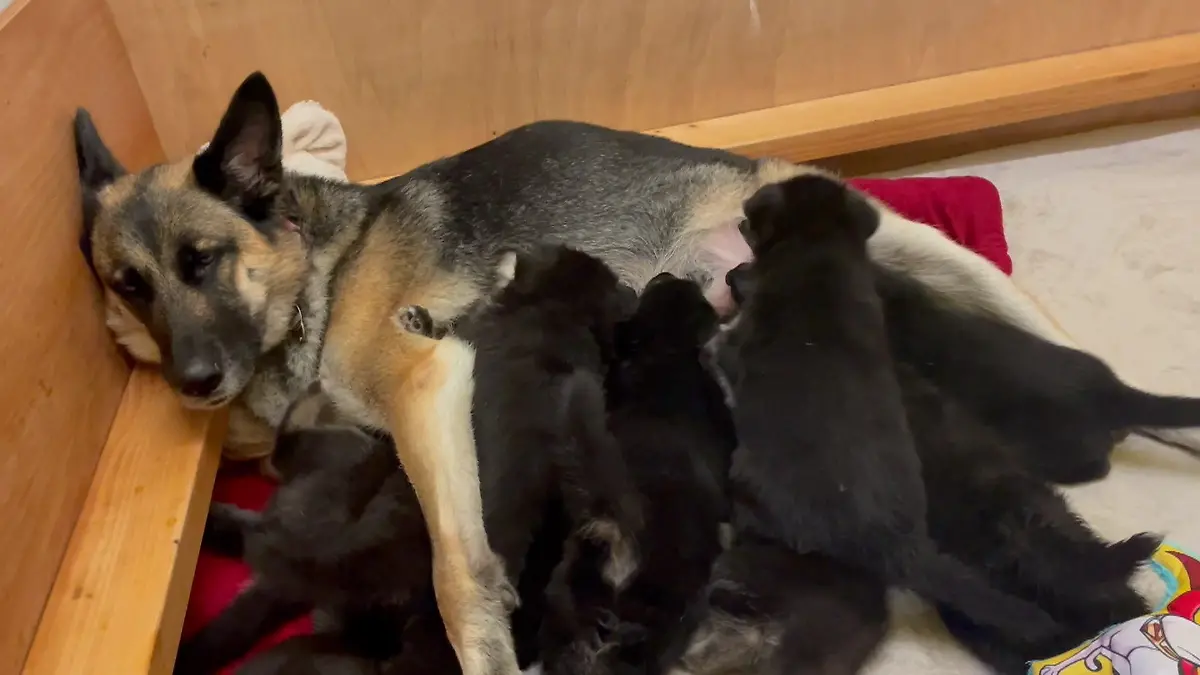 Halter will Hündin nicht mehr - weil sie neun Welpen wirft Letzte Rettung Tierheim Gießen