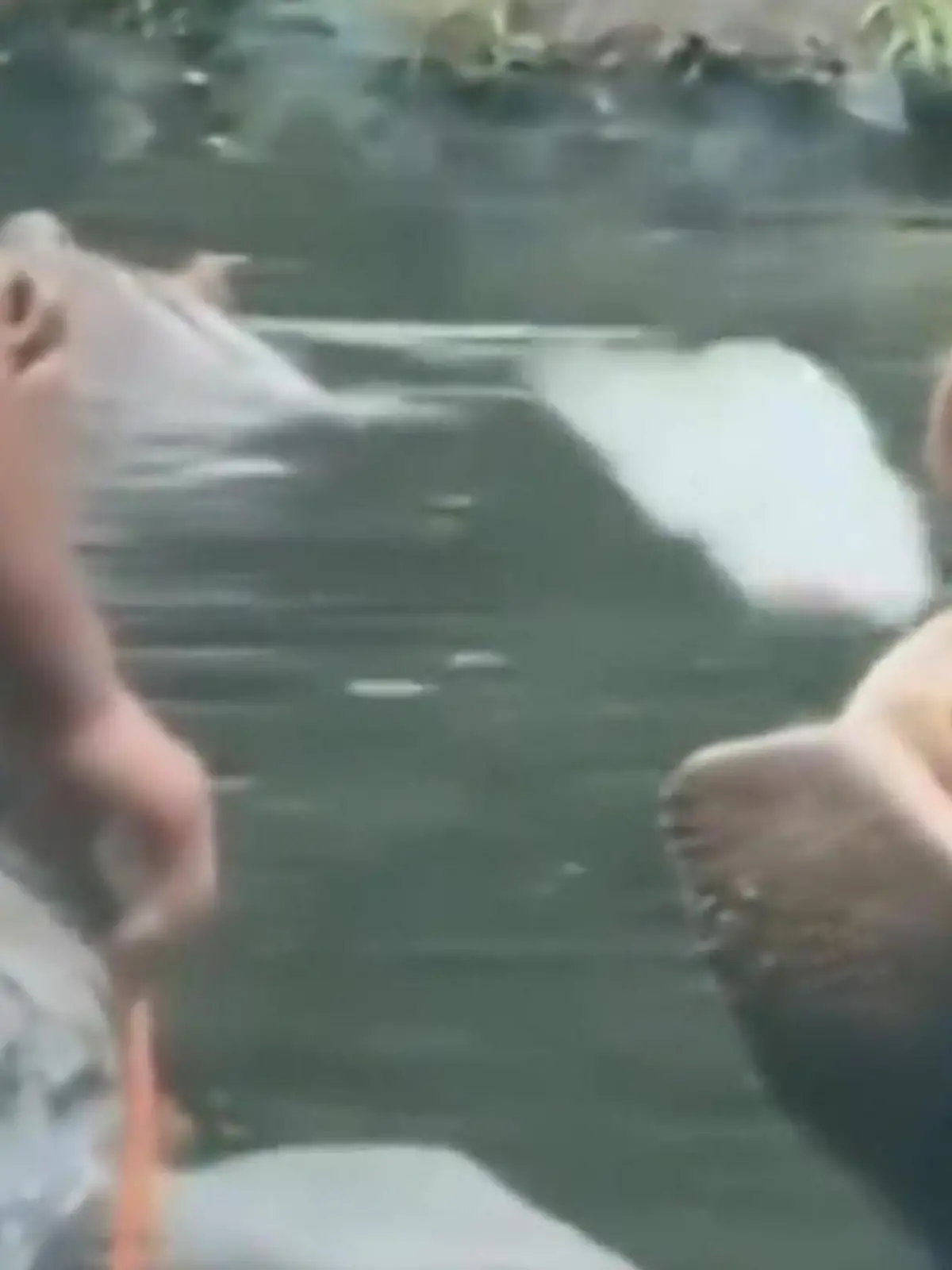 Tierquälerei in Safari-Park! Touri schmeißt Nilpferd Plastikmüll ins Maul